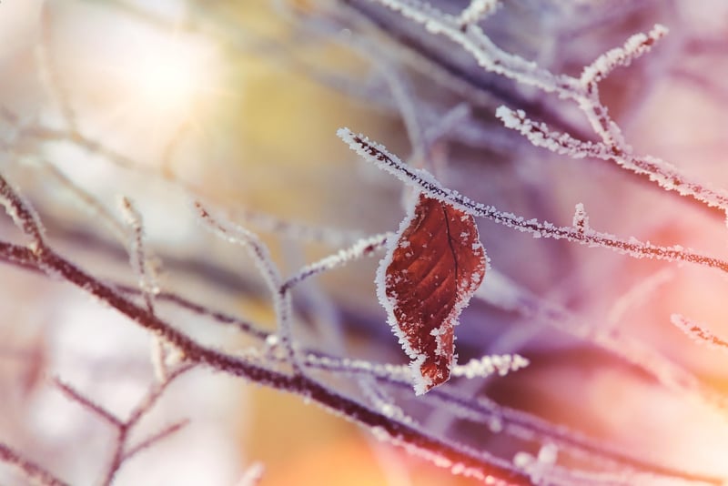 Nature-Inspired Art